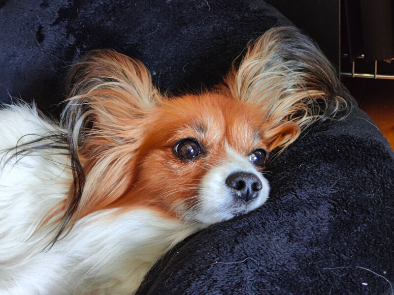 OnePlus 10 Pro billede hund